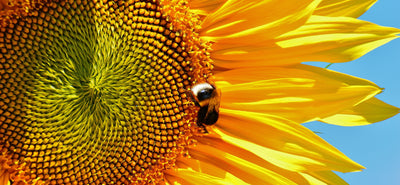 Rettung der Bienen - Save the Bees