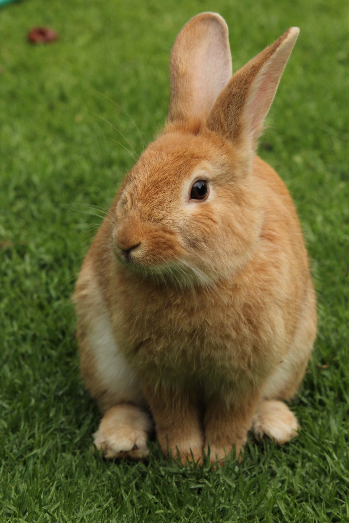 FAQ: Tierversuche in der Kosmetik – erlaubt oder nicht?